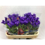 Campanula Kellukas Medium Champion Blue 70cm