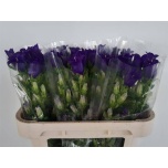 Campanula Kellukas Champion Blue 70-75cm