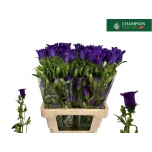 Campanula Kellukas Champion Blue 70-75cm