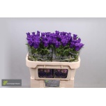 Campanula Kellukas Medium Champion Blue 70cm