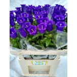 Campanula Kellukas Champion Blue 70-75cm