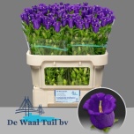 Campanula Kellukas Champion Blue 70-75cm