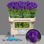 Campanula Kellukas Champion Blue 70-75cm