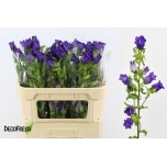 Campanula Kellukas Champion Blue 70-75cm