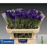Campanula Kellukas Champion Blue 70-75cm