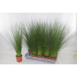 Juncus Luga pencil grass 12cm