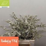 Spiraea Enelas grefsheim 50cm