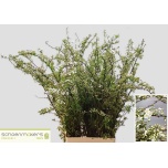 Spiraea Enelas grefsheim 60cm