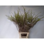 Spiraea Enelas grefsheim 80cm