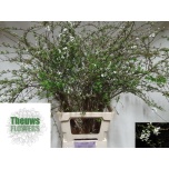 Spiraea Enelas grefsheim 80cm