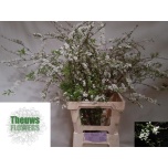 Spiraea Enelas Grefsheim 90cm