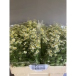 Tanacetum Neitsikummel Single Vegmo 55cm*25