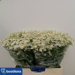 Tanacetum Neitsikummel Single Vegmo 55cm*25