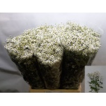 Tanacetum Neitsikummel Single Vegmo 70cm*25