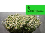 Tanacetum Neitsikummel Single Vegmo 70cm*25