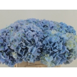 Hydrangea Hortensia Challenge Blue 50cm