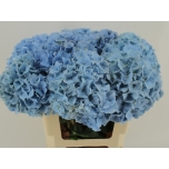 Hydrangea Hortensia Challenge Blue 60cm