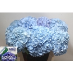 Hydrangea Hortensia Challenge Blue 75cm*5