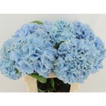 Hydrangea Hortensia Challenge Blue 80cm*5