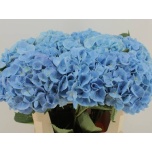 Hydrangea Hortensia Challenge Blue 80cm*5