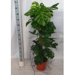 Monstera pertusum 27cm