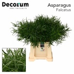 Asparagus Falcatus 45cm (pk)