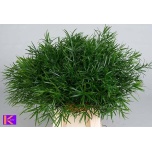 Asparagus Falcatus 50cm (pk)
