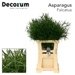 Asparagus Falcatus 60-65cm (pk)