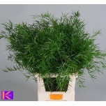 Asparagus Falcatus 80-85cm (pk)