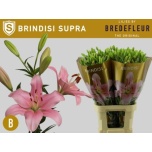 Lilium Liilia LA Brindisi 85cm