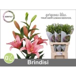 Lilium Liilia LA Brindisi 85cm
