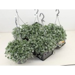 Dichondra Hõbepael silver falls 18cm