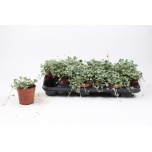Dichondra argentea silver falls 10,5cm
