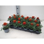 Tagetes Peiulill patula bonanza harmony 9cm