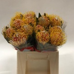 Leucospermum Nõelakera Veldfire 40cm