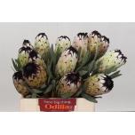 Protea Niobe 40cm