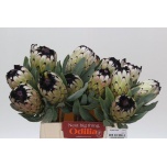 Protea Prootea Niobe 40cm