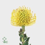 Leucospermum Nõelakera High Gold 40cm*5