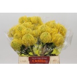 Nutans Leucospermum Nõelakera High Gold 40cm*5