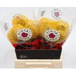 Leucospermum Nõelakera High Gold 40cm*10