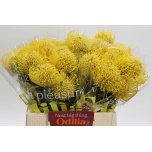 Leucospermum Nõelakera High Gold 40cm*5
