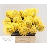 Leucospermum Nõelakera High Gold 40cm*5