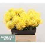 Leucospermum Nõelakera High Gold 40cm*5