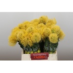 Leucospermum Nõelakera High Gold 40cm*5