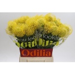 Leucospermum Nõelakera High Gold 50cm*5