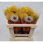 Leucospermum Nõelakera High Gold 50cm*10