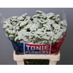 Limonium Parkjuur S White Starlight Wings 60cm