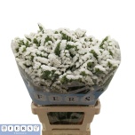Limonium Parkjuur S White Starlight Wings 60cm