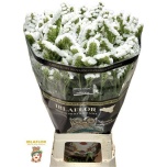 Limonium Parkjuur S White Starlight Wings 80cm