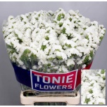 Limonium Parkjuur S White Starlight Wings 80cm